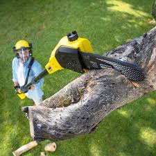 Best Tree Disease Treatment  in North Newton, KS
