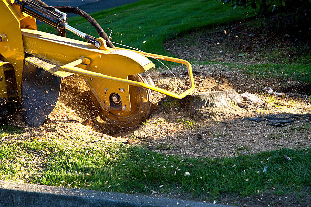 Best Lawn Maintenance Plans  in North Newton, KS